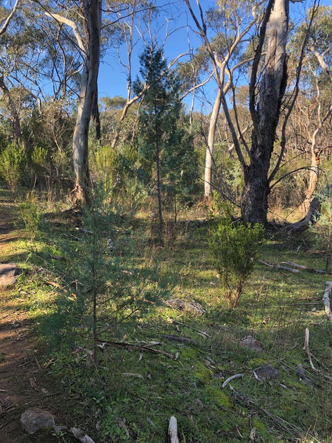 Pine Gully Nature Trail - Kawana Tourism 2