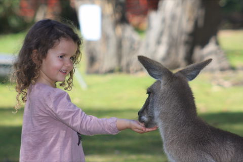 Potoroo Palace Native Animal Sanctuary - Kawana Tourism 1