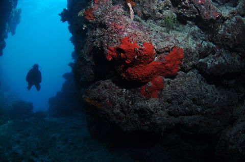 Stepping Stones Dive Site - Kawana Tourism 0