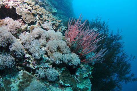 Stepping Stones Dive Site - Kawana Tourism 1