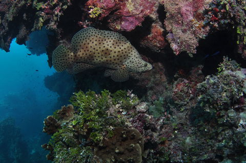 Stepping Stones Dive Site - Kawana Tourism 2