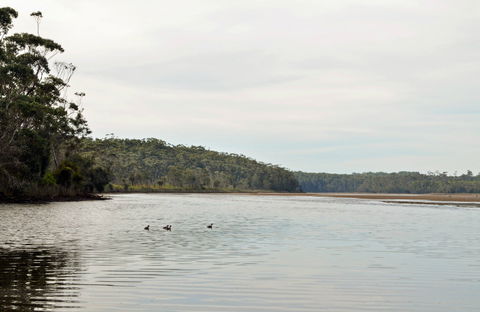 Tabourie Lake - Kawana Tourism 0