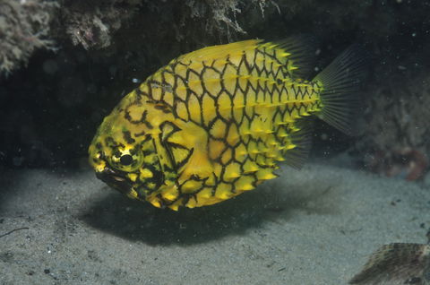 The Seaway Dive Site - Kawana Tourism 2