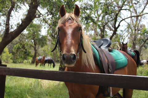 The Ranch - Kawana Tourism 2