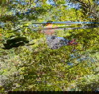 TreeTop Crazy Rider - Kawana Tourism