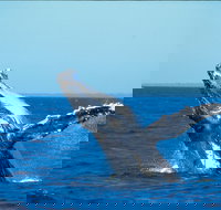 Whale Watching on Keswick Island - Kawana Tourism