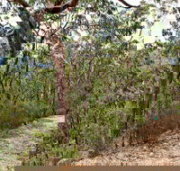 Yango Walking Track - Kawana Tourism