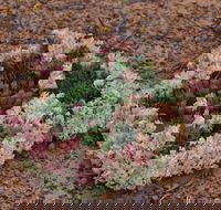 Coorow Wreath Flowers - Kawana Tourism