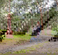 Currawong Bush Park - Kawana Tourism