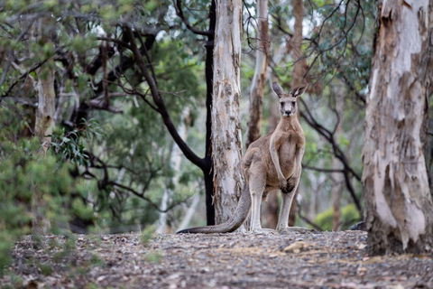Currawong Bush Park - Kawana Tourism 1