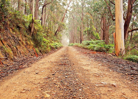 Cycle Mogo State Forest - Kawana Tourism 1