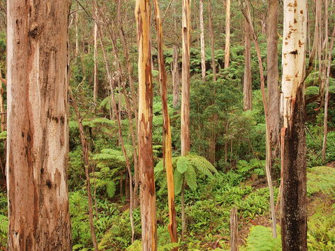 Cycle Mogo State Forest - Kawana Tourism 2