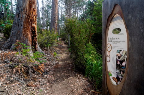 Lake St Clair (Cradle Mountain  - Lake St Clair National Park) - Kawana Tourism 2