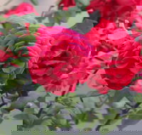 Lismore Community Gardens - Kawana Tourism