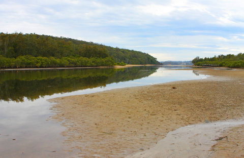Mangrove Walk - Kawana Tourism 0