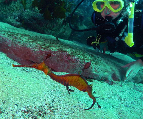 Merimbula Divers Lodge - Kawana Tourism 2