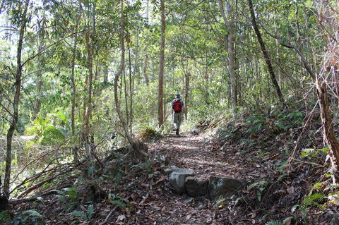 Morelia Walking Track, D'Aguilar National Park - Kawana Tourism 1