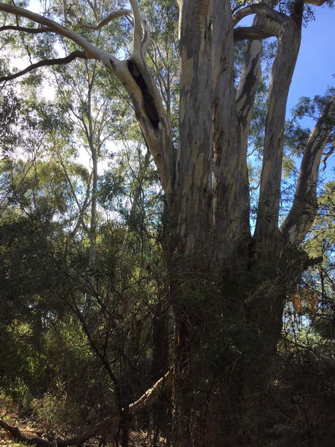 Northern Beaches - Kawana Tourism 0