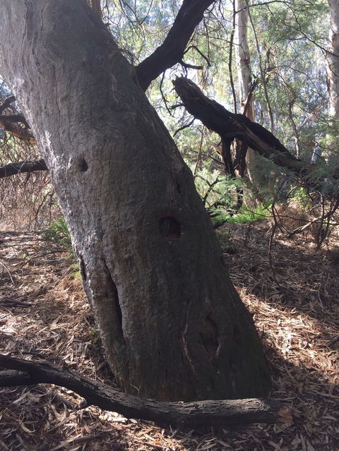 Northern Beaches - Kawana Tourism 1