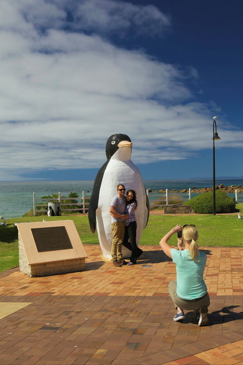 Penguin - Kawana Tourism 0