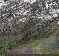 Pink Line and Loop Trail - Mountain Biking