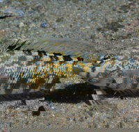 Shelving Beach Dive Site - Kawana Tourism