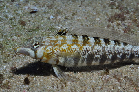 Shelving Beach Dive Site - Kawana Tourism 0
