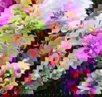 Tinonee Orchid Nursery - Kawana Tourism