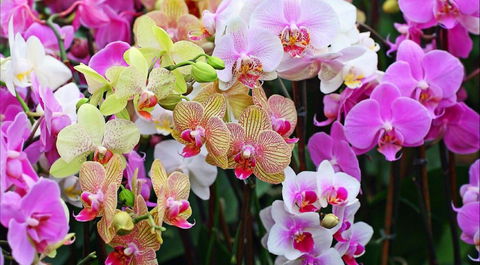 Tinonee Orchid Nursery - Kawana Tourism 0