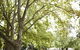 Wangaratta's Significant Trees Walks - thumb 1
