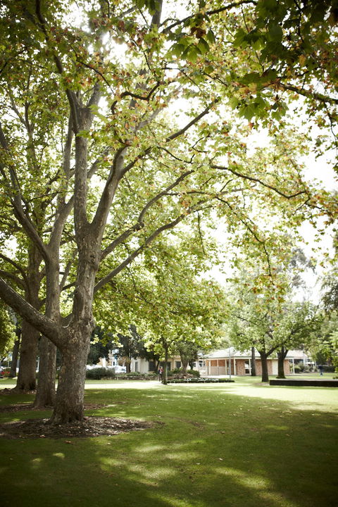 Wangaratta's Significant Trees Walks - Kawana Tourism 1