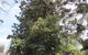 Wangaratta's Significant Trees Walks - thumb 2