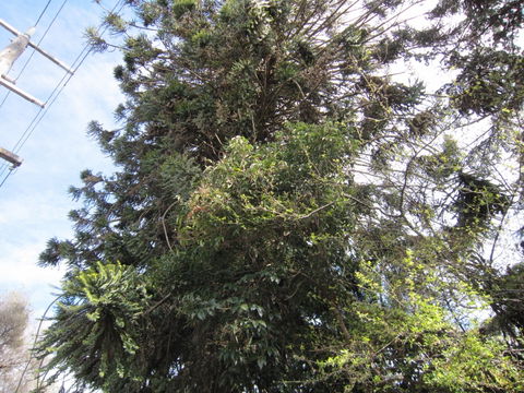 Wangaratta's Significant Trees Walks - Kawana Tourism 2