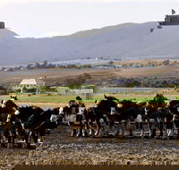 Yangan - Kawana Tourism