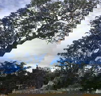 Bilston's Tree - Kawana Tourism