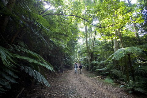 Booloumba Falls Walk, Conondale National Park - Kawana Tourism 2