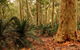 Burrawang Walking Track - thumb 0