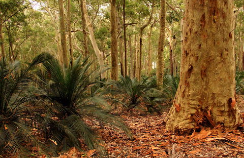 Burrawang Walking Track - Kawana Tourism 0