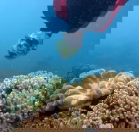 Geoffrey Bay Snorkel Trail - Kawana Tourism