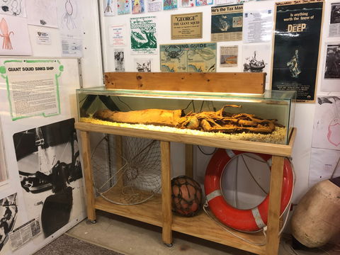 George The Giant Squid Display, Wallaroo - Kawana Tourism 0