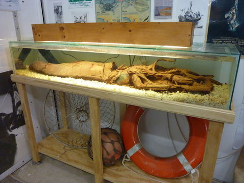 George The Giant Squid Display, Wallaroo - Kawana Tourism 1