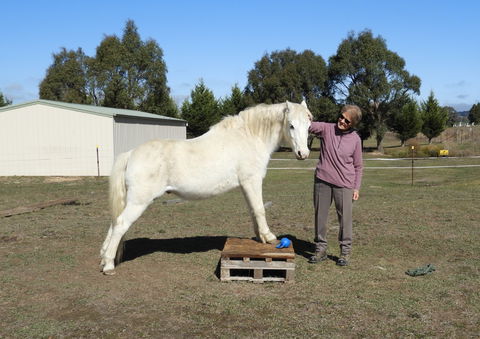 Horses Teaching Humans - Kawana Tourism 1