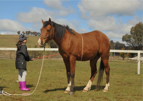 Horses Teaching Humans - Kawana Tourism 2