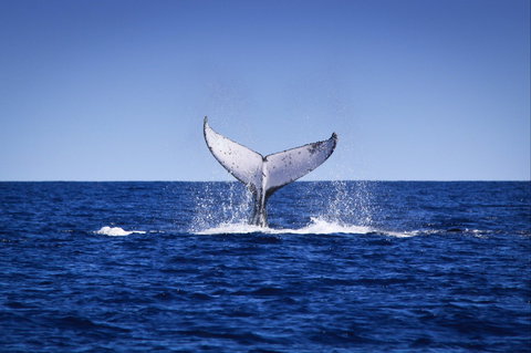 Humpback Whales - Kawana Tourism 0
