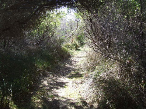 Jack And Hilda McArthur Walk - Kawana Tourism 0