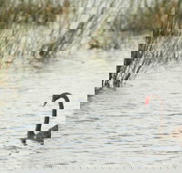 Little Llangothlin Picnic Area - Kawana Tourism