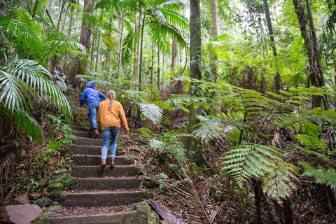 Maiala - Kawana Tourism 1