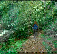 Mount Cougal Springbrook National Park - Kawana Tourism