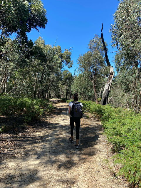 Mt Everard Circuit - Kawana Tourism 0
