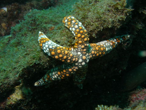Mudjimba (Old Woman) Island Dive Site - Kawana Tourism 0
